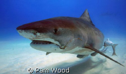 Hello Ms. Tiger Shark.  Wow, are you a big girl!  Check o... by Pam Wood 